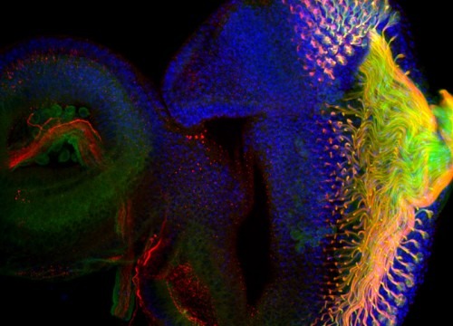 Drosophila larva eye neurons